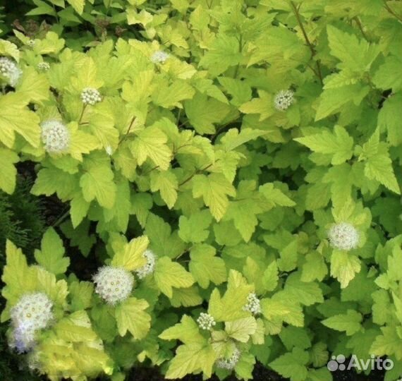 Пузыреплодник Дартс Голд