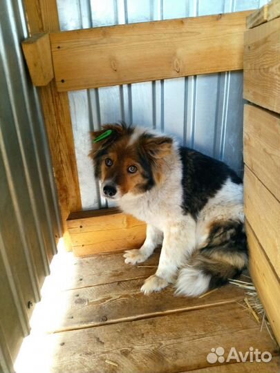 Собака в приюте очень хочет домой спасите