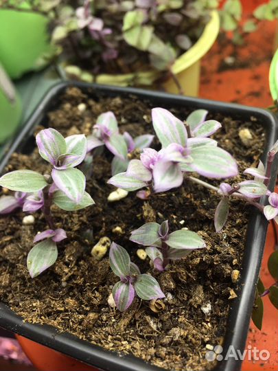 Традесканция розовая