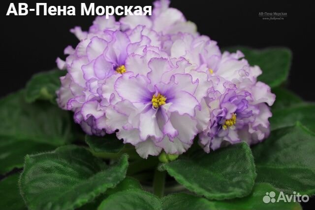 Сортовые фиалки (набор)