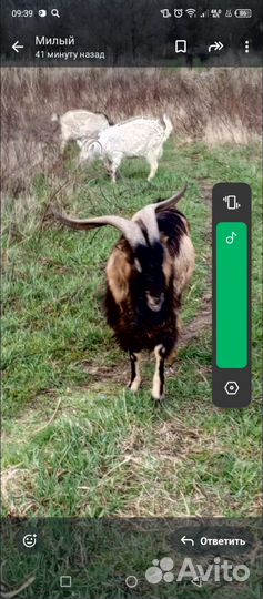 Козёл на племя