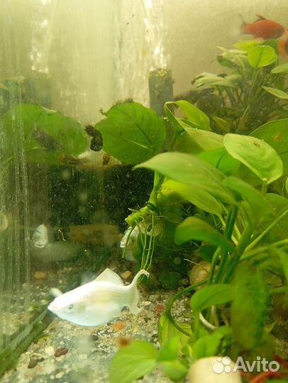 Велифера платина подросток, берлинцы