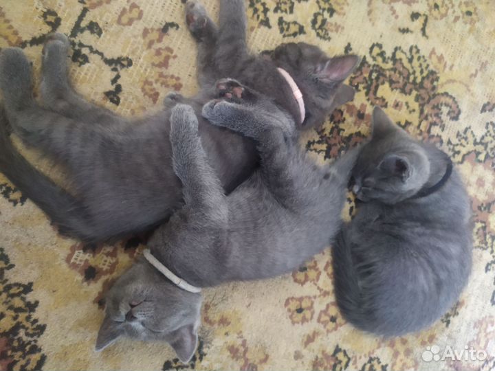 Отдам в добрые руки котят