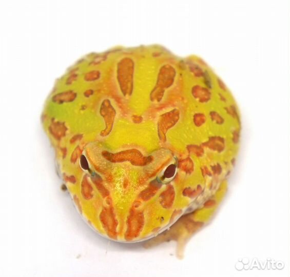 Рогатки кранвелла. Амфибии