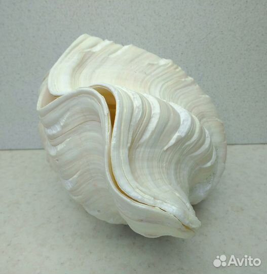 Морская ракушка раковина 19,5 двойная