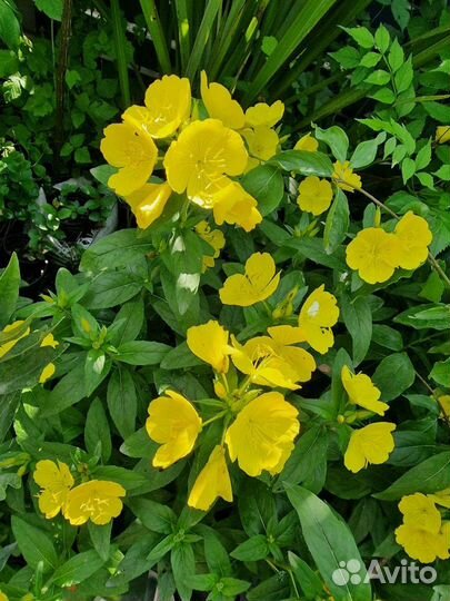 Энотера желтая