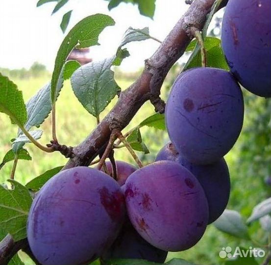 Слива домашняя