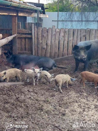 Поросята дикого кабана