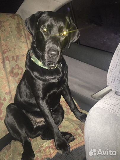 Вязка Лабрадор