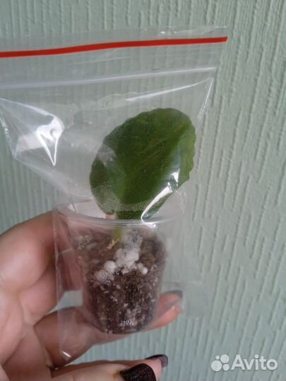 Укоренённые черенки сортовых фиалок 77 разных сорт