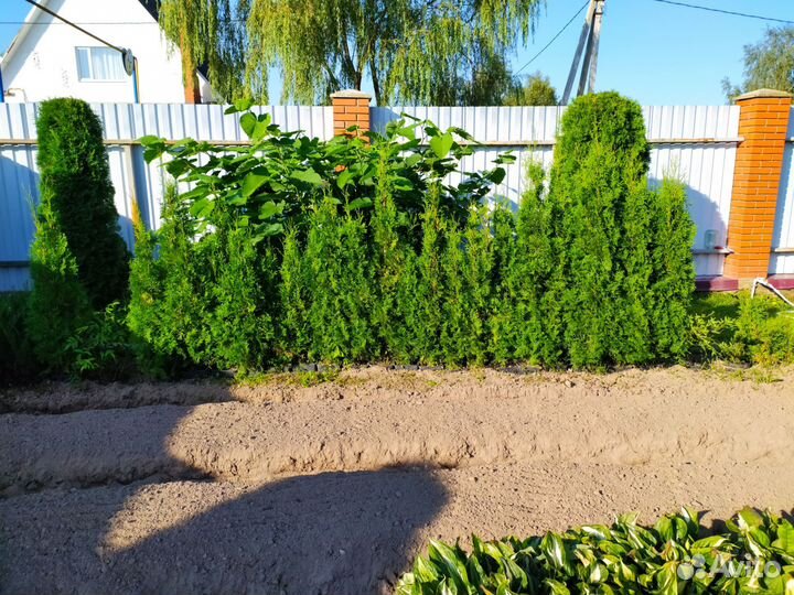 Туя смарагд