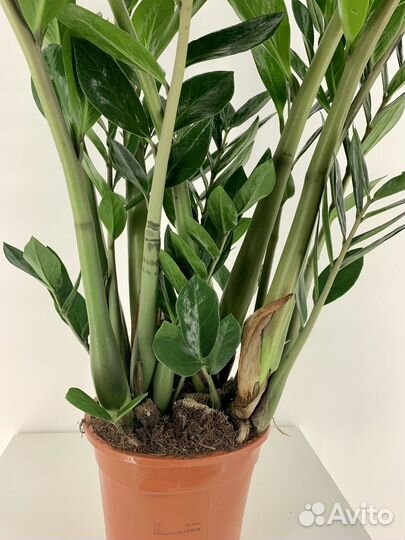 Замиокулькас D21 см H110 Долларовое дерево