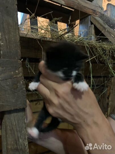 Котята в добрые руки даром