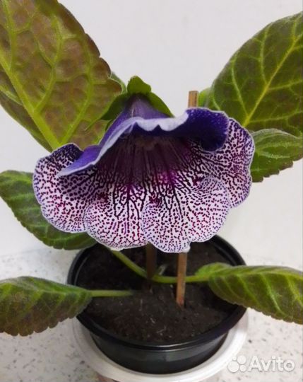 Синингия жёлтая ароматная,глоксинии