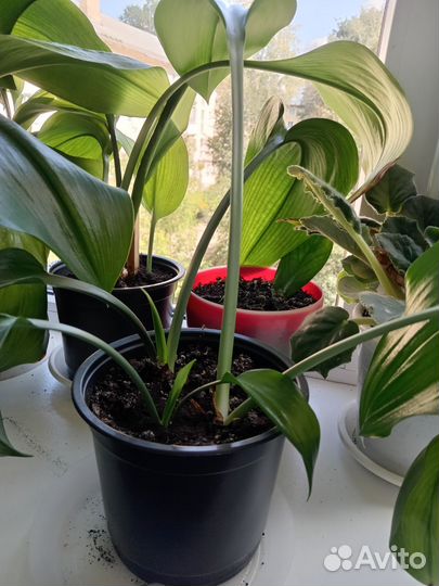 Эухарис-амазонская лилия