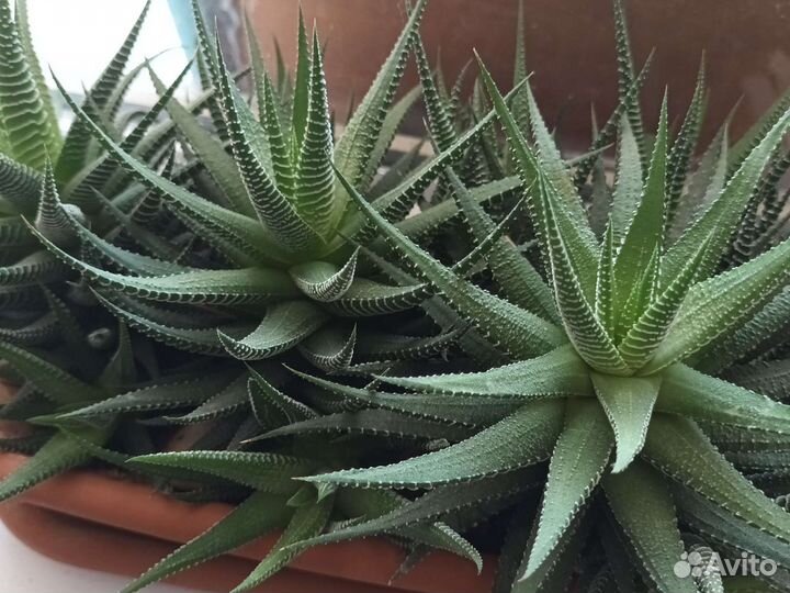 Хавортия полосатая