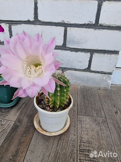 Кактусы и суккуленты