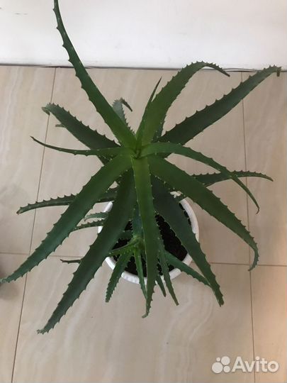 Алое- цветок