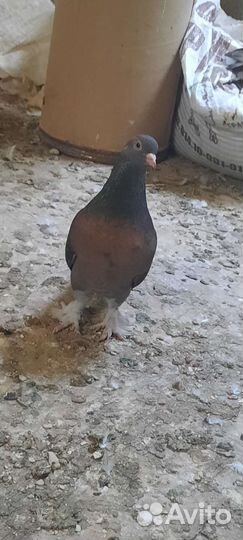 Голуби турецкие такла Есть разный розвелось много