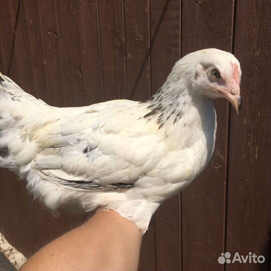Молодки