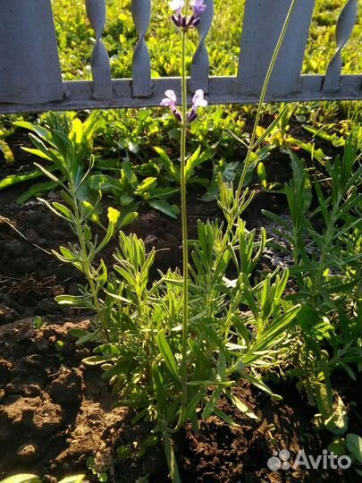 Лаванда саженцы