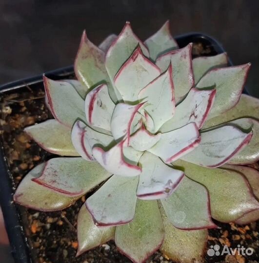 Суккуленты