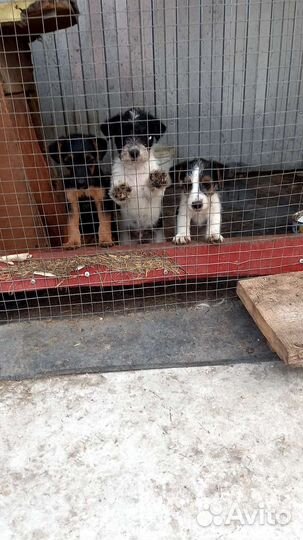 Собаки щенки