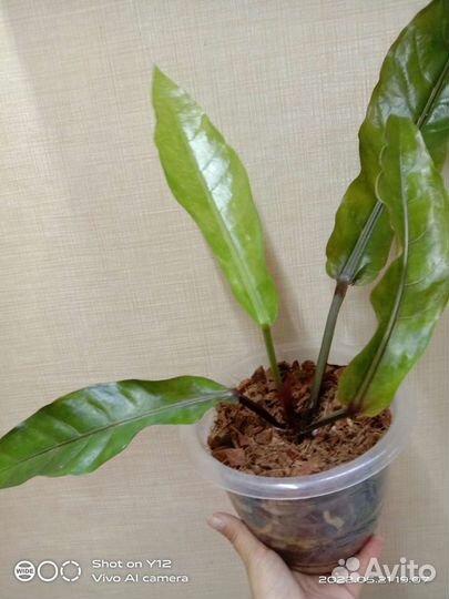 Антуриум Черный дракон