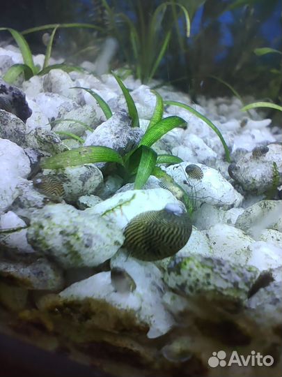 Теодоксус улитка