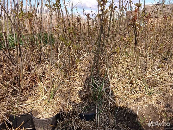 Саженцы дуба в горшке (красного) дуб черешчатый с