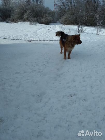 Девочка метис 5 лет