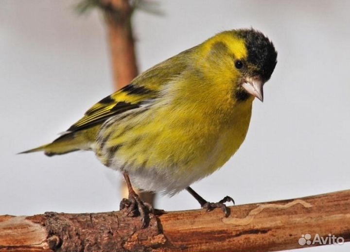 Щегол, чиж, овсянка, вьюрок, и другие певчие птицы