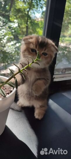 Шотландская вислоухая золотая шиншилла