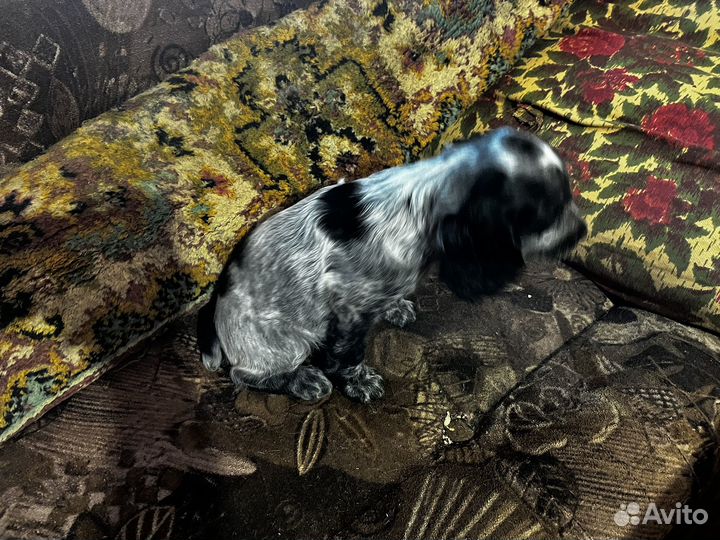 Русский спаниель