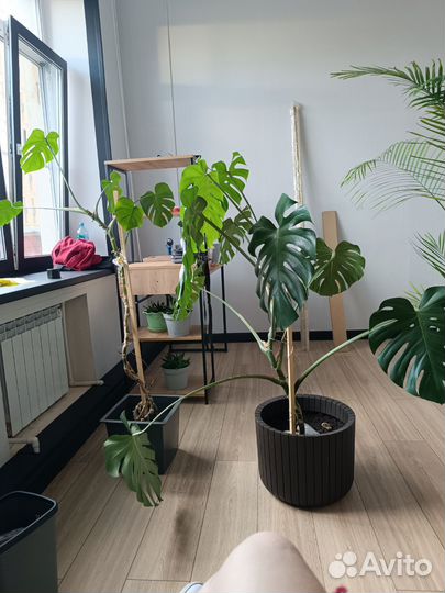 Монстера большая с горшком обмен