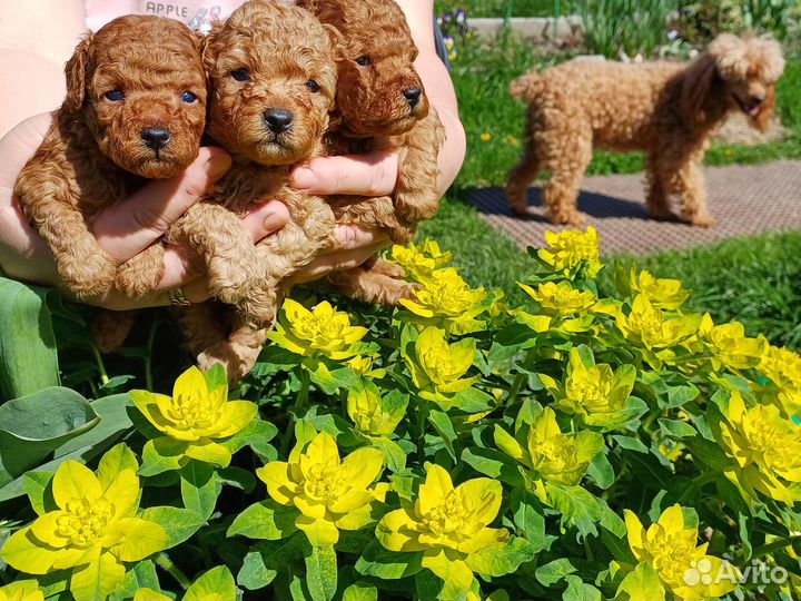 Щенки пуделя