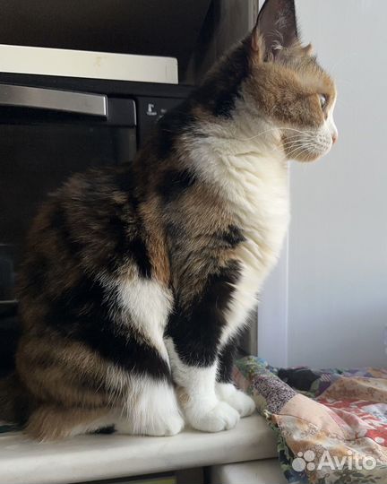 Домашние кошки
