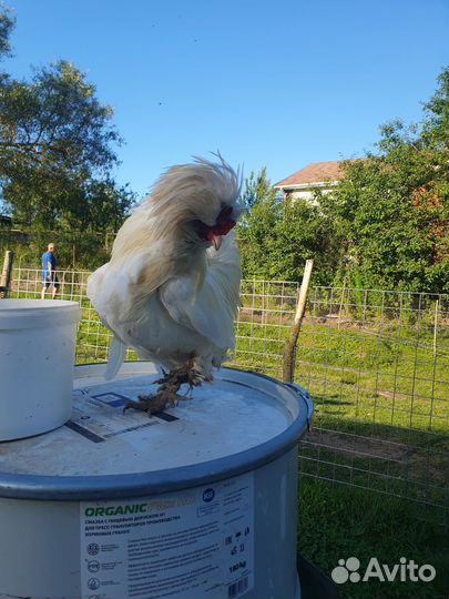 Петух. Султанки