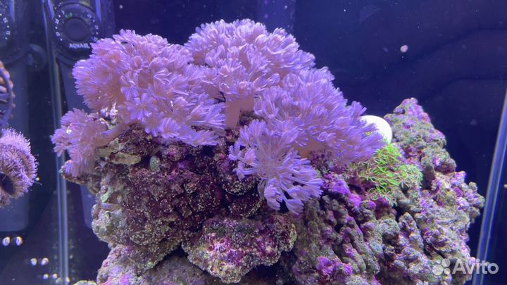 Морские кораллы