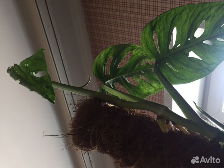 Филодендроны и монстера обликва(манки маск)