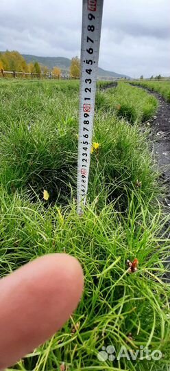 Сеянцы сосны обыкновенной