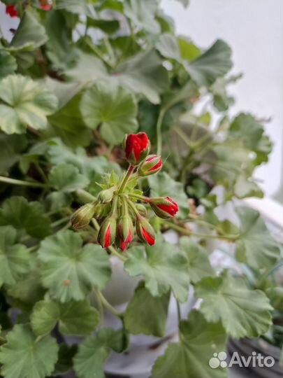 Герань пеларгония