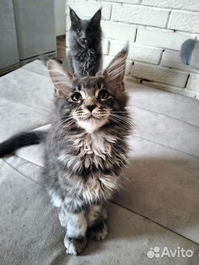 Котята мейн-кун