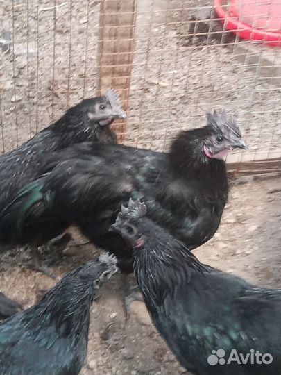 Куры молодки