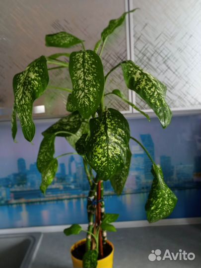 Диффенбахия 2 шт