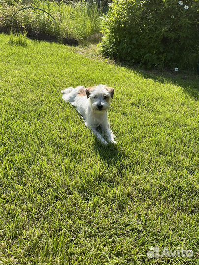 Джек рассел терьер брокен (Тося)