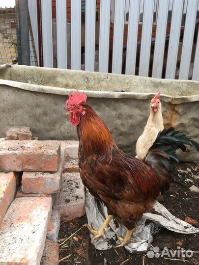 Молодые петухи