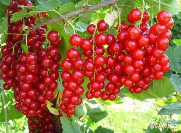Красная смородина