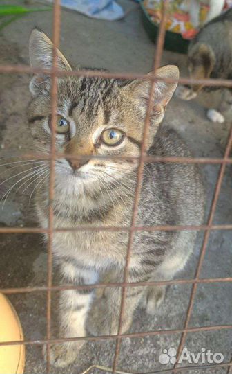 Кошка в дар