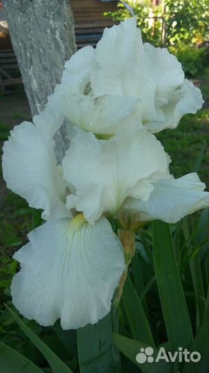Ирис белый, желтый сортовой, болотный синий. Пион